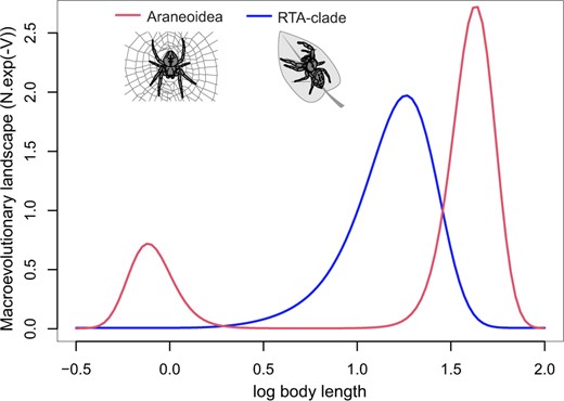 Macroevolutionary landscape of body length in spiders. Fitted FPK models for body size evolution in Araneoidea and the RTA clade. Macroevolutionary landscapes are represented by the polynomial functions using the average terms found in the maximum likelihood analysis (color version online only).
