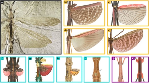 Wing disparity among extinct and extant Phasmatodea. a) Aclistophasma echinulatum (Yang, Engel & Gao 2021); b) Pterinoxylus crassus Kirby 1889; c) Orthomeria kangi (Vallotto, Bresseel, Heitzmann & Gottardo, 2016); d) Parastratocles fuscomarginatus (Conle, Hennemann, Bellanger, Lelong, Jourdan & Valero, 2020); e) Diesbachia tamyris (Westwood 1859); f) Peruphasma schultei Conle and Hennemann 2005; g) Achrioptera manga (Glaw, Hawlitschek, Dunz, Goldberg & Bradler 2019); h) Phaenopharos struthioneus (Westwood 1859); i) Hypocyrtus ornatissimus (Brunner von Wattenwyl 1907); j) Bacillus atticus Brunner von Wattenwyl 1882; k) Oreophoetes peruana (Saussure 1868). Boxes are colored according to the trait state: gold $=$ macroptery, turquoise $=$ brachyptery, and violet $=$ aptery. All photographs were taken by Pablo Valero, with the exception of A. echinulatum, which was provided by Hongru Yang.