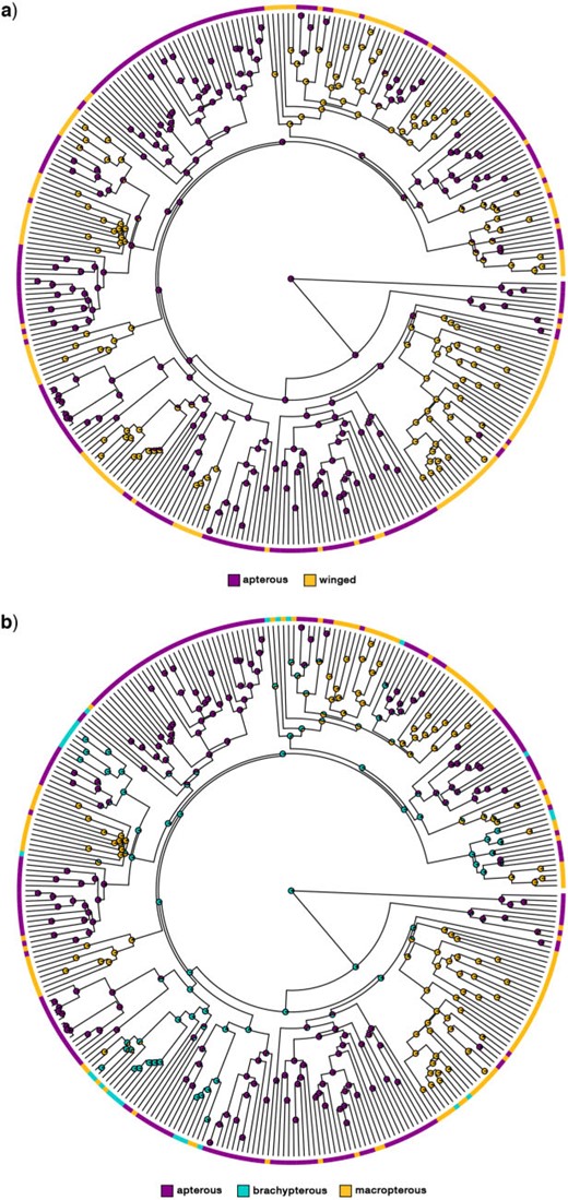 Phasmatodea wing ancestral state reconstruction on the “Phylogenomic-Constrained” maximum clade credibility tree obtained from the Bayesian inference (PC-Tree). a) Leverages a 2-states character-coding schemes with an equal rates (ER) and a maddfitz root prior. b) Leverages a 3-states character-coding schemes with an all rates different (ARD) model, fixed transition rates, and a maddfitz root prior. Additional ASRs using different root priors can be found in Supplementary Figures S4 and S5 available on Dryad.