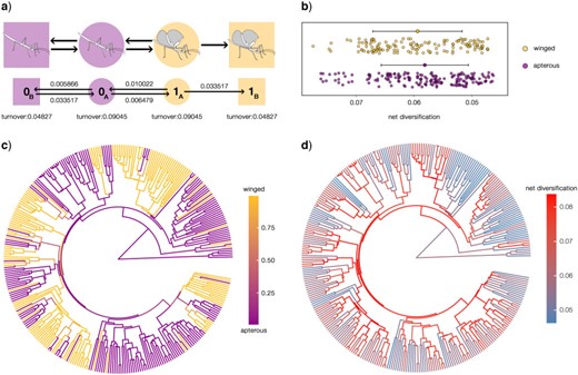 Ancestral state reconstruction in a HiSSE framework. a) The best fit model out of the 43 tested and the inferred transition rates; b) scatterplots of net diversification rates across winged (macropterous and brachypterous) and apterous branches; the two distributions are significantly different (Wilcoxon test $P < 0.001$); c) wing ancestral state reconstruction using model averaging; d) ancestral state reconstruction of net diversification rates using model averaging. A description of the models is available in Supplementary Table S7 available on Dryad; the custom-designed HiSSE models are also represented graphically in Supplementary Figure S2 available on Dryad.