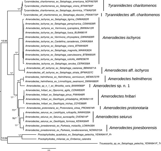 Maximum likelihood (ML) topology of parulid Amerodectes and Tyrannidectes feather mites estimated from a partitioned analysis of 11 concatenated mitochondrial genes. Values at nodes between lineages indicate ML ultrafast bootstrap (BS) support values followed by Bayesian posterior probabilities (PP); nodes with >99 BS or >0.95 PP are indicated by asterisks (*). The scale bar indicates nucleotide substitutions per site. Lineages as recovered by the species delineation analyses are labeled to the right of tip labels.