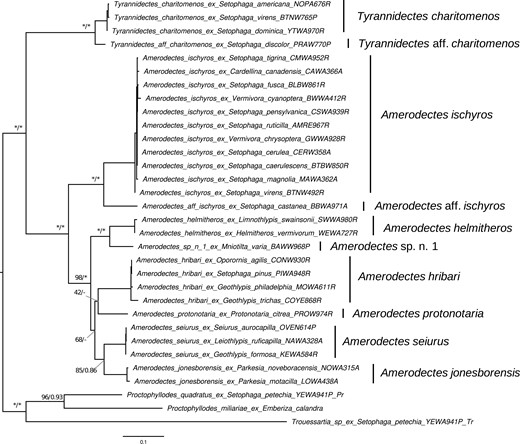 Maximum likelihood (ML) topology of parulid Amerodectes and Tyrannidectes feather mites estimated from the cox1 gene. Values at nodes between lineages indicate ML ultrafast bootstrap (BS) support values followed by Bayesian posterior probabilities (PP); nodes with >99 BS or >0.95 PP are indicated by asterisks (*). The scale bar indicates nucleotide substitutions per site. Lineages as recovered by the species delineation analyses are labeled to the right of tip labels.