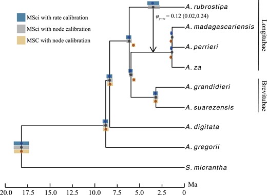 Divergence time estimates for Adansonia. Node heights are posterior means under the MSci with node-calibrated divergence times, indicated by the black dot. Error bars are 95% HPD CIs. The vertical line with an arrow shows the time, and direction of introgression with the posterior mean and 95% HPD CI of introgression probability displayed. The posterior mean and 95% HPD CI for the Longitubae introgression event are shown on the A. rubrostipa branch. Vertical bars along the right show section names based on the morphological classification of Malagasy baobabs.