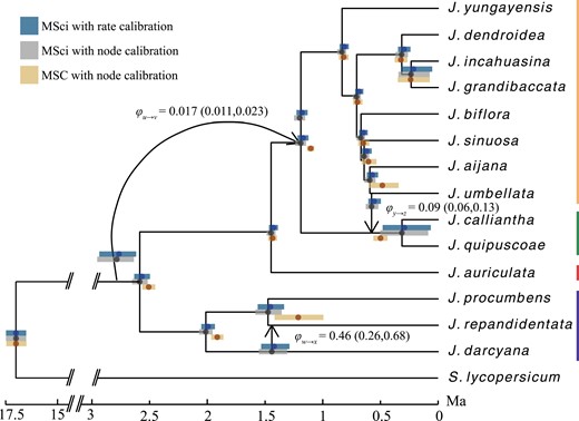 Divergence time estimates for Jaltomata. node heights are posterior means under the MSci with node-calibrated divergence times. Reticulate edges are shown by black arrows along with their corresponding introgression probabilities from the MSci model. Posterior means and 95% HPD CIs for the ghost introgression donor and recipient nodes are shown above their vertices to improve visibility. Vertical bars along the right show fruit colors among lineages.