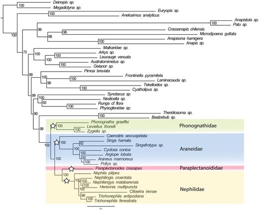 The maximum likelihood tree inferred from UCE data for Orbipurae, containing Phonognathidae, Paraplectanoididae, Nephilidae, and Araneidae. Orbipurae families are marked with white stars and their contents colored. Node values represent bootstrap support.