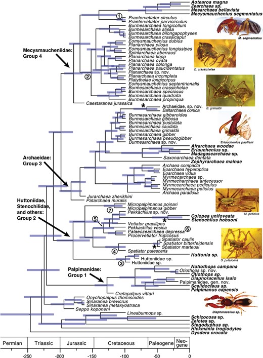 Dated phylogeny with branch lengths drawn to reflect divergence time estimations. Timing of divergence was estimated using Bayesian methods on the TE data set (morphology + 70% occupancy sequences), with topology constrained based on the TE Likelihood phylogeny. Error bars reflect the 95% HPD. Extant taxa are shown in bold. Asterisks (*) show Northern Hemisphere taxa that nest within a group mainly from the BT. Circled numbers show lineages that are currently considered: 1) Vetiatoridae; 2) Archaeidae and Planarchaeidae; 3) Huttoniidae; 4) Spatiatoridae; 5) Vetiatoridae with Stenochilidae nested within; 6) P. depressa is currently considered Mecysmaucheniidae; and 7) Micropalpimanidae. Scale = millions of years before present.