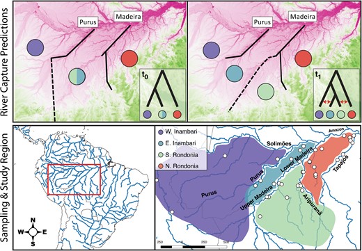 Spatially explicit predictions of the river capture scenario (top row). The stippled lines show the movement of a paleo-river, historically draining water via the Purus watershed (time = t0) and its subsequent capture by the modern Madeira watershed (time = t1). Phylogenetic predictions assume a set of historical relationships (t0); the predicted topology (t1) matches that inferred from mitochondrial DNA in a previous study (Thom and Aleixo 2015). Red arrows indicate opportunities for gene flow between non-sister populations. The maps in the top row are colored by topography, with dark pinks representing lower elevations (e.g., river channels) and darker greens representing uplands. The bottom row shows the study region, sampling (white circles), and key interfluvial areas (from west to east): W Inambari (purple), E Inambari (teal), S Rondônia (pale green), and N Rondônia (red).