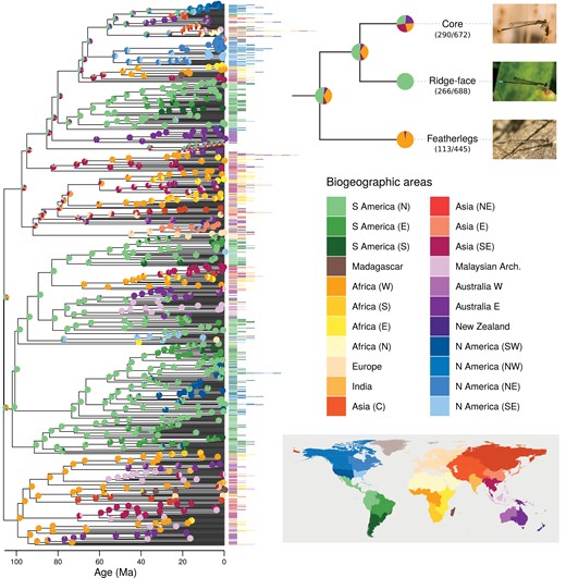 Inferring the biogeographic history of pond damselflies and their relatives the featherlegs (superfamily Coenagrionoidea). Speciation times and ancestral ranges were jointly estimated using a time-heterogeneous continuous-time Markov model, based on empirical paleogeography, an informed root-age prior and molecular and distribution data of 669 extant taxa. The empirical paleogeographic model in Landis (2017) was used to determine dispersal edges between 25 geographic areas across the globe (Greenland, Antarctica (E) and Antarctica (W) not shown in the color legend). Phylogenetic inference was summarized using a maximum a posteriori (MAP) tree. The distribution areas occupied by each of the extant taxa are shown at the tips of the tree. Pies show the proportion of each ancestral state in a random sample of 1000 posterior trees. The cladogram in the upper right shows the inferred ancestral ranges for the most recent common ancestor of Coenagrionoidea, and for each of the 3 major clades in the superfamily. The fraction of taxa sampled is shown in parenthesis. One representative species is illustrated for each clade: Acanthagrion adustum (‘core’), Fredyagrion elongatum (ridge-face’), Platycnemis pennipes (featherlegs). Photos: EIS.