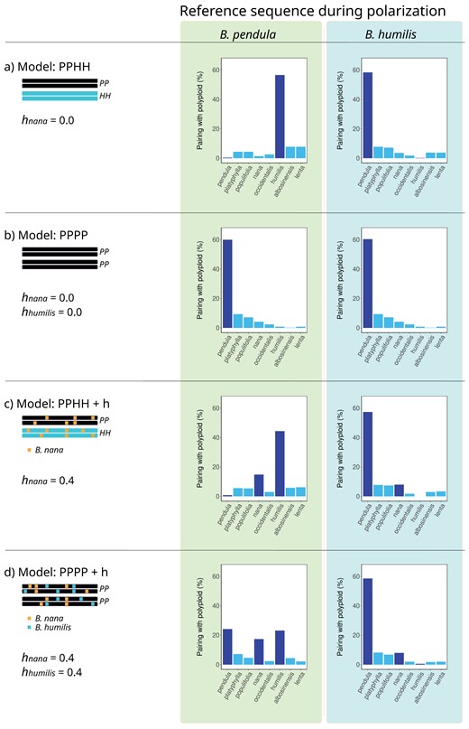 Schematic representation of polyploid pairing patterns for different polyploidization and hybridization models—Barplots show the frequency with which B. pubescens is expected to pair with other birch species, across multiple loci, for different evolutionary models and polarization settings. PP and HH indicate the hypothetical evolutionary origin of each subgenome component in the tetraploid (B. pendula and B. humilis, respectively, in the examples provided). Levels of introgressive hybridization are indicated by h.