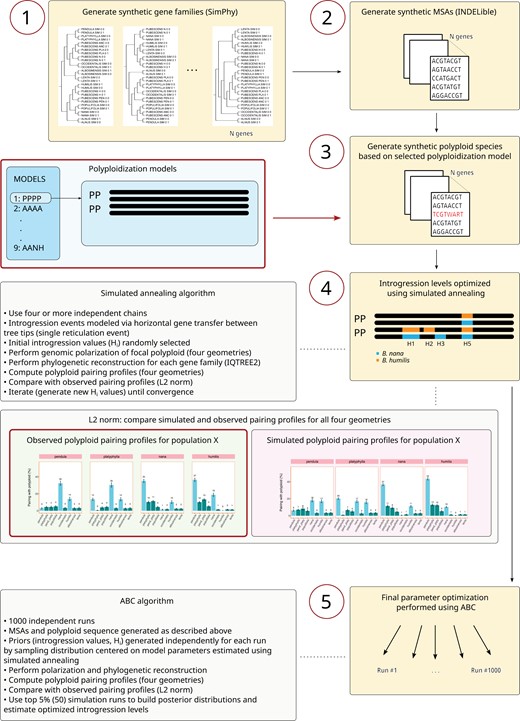 Model testing—Schematic representation of the pipeline used to generate the synthetic data and perform model optimization. Gene families created using SimPhy (step 1) were used to generate synthetic MSAs using INDELible (step 2). The polyploid was generated directly on the MSA by combining nucleotide sequences associated with the hypothetical parental species, based on a polyploidization model selected by the user (step 3). Initial model optimization of introgression levels (Hi) by one or more third species was performed using a simulated annealing algorithm (step 4). Gene flow was modeled through single reticulation events, one for each species with which the synthetic polyploid is assumed to hybridize. The L2 norm distance was used to compare observed and simulated polyploid pairing profiles. Final optimization of model parameters was done using an ABC framework based on 1000 independent simulation runs (step 5), with priors sampled from distributions centered on parameters previously estimated using the simulated annealing algorithm. See text for further details.
