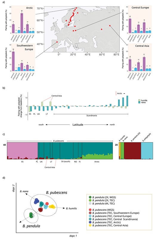 Betula pubescens genomic composition and population structure—(a) Barplots show the frequency with which the polarized B. pubescens sequence pairs with other birch species during phylogenetic inference at 4 different locations across the B. pubescens species range, based on phylogenetic analysis of individual gene families using IQ-TREE2. Betula platyphylla was used as the reference sequence during genomic polarization. Red dots indicate B. pubescens sampling locations. (b) Variation in polyploid pairing frequencies between polarized B. pubescens and B. humilis (light green) or B. nana (dark green) measured across sampling locations, compared to the baseline value, the average pairing frequency across all locations. Betula platyphylla was used as the reference sequence during genomic polarization. (c) Estimated genetic admixture of 126 individuals belonging to 5 Betula species according to STRUCTURE analysis based on 10,000 variant loci and K = 6. Each individual is represented by a vertical column. Data for diploid (2×) and tetraploid samples (4×) are shown separately to facilitate interpretation. Data for tetraploid samples are sorted by latitude from left (south) to right (north). Population identifiers (based on Supplementary Fig. S1): ES (site 1), PL (2), UA (3), CA-west (22), LT (4), CA-east (23), SV-south (7), NO (5), FI (21), Arctic (20). The number of optimal clusters, as determined using the ln Pr(X|K) method, is 6 (Supplementary Fig. S10). (d) DAPC plot for 49 birch accessions based on 50,000 variant loci. Betula pendula and B. pubescens are represented by both whole genome sequencing (WGS) and TEC accessions. Betula pubescens groups are as follows: Southwestern Europe (site 1), Central Europe (2, 3, 4), Central Scandinavia (17), Arctic (20), and Central Asia (22, 23).