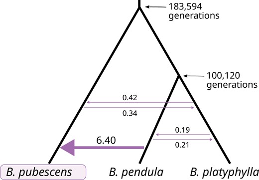 Phylogenetic topology and MLE of model parameters obtained using fastsimcoal2. Mean divergence times (in generations) and number of introgression events (per generation) estimated for migration model with the highest Akaike weight. Only B. pubescens loci containing 4 gene copies of B. pendula and/or B. platyphylla ancestry were included in the analysis (loci containing one or more gene copies originating from B. nana or B. humilis were excluded).