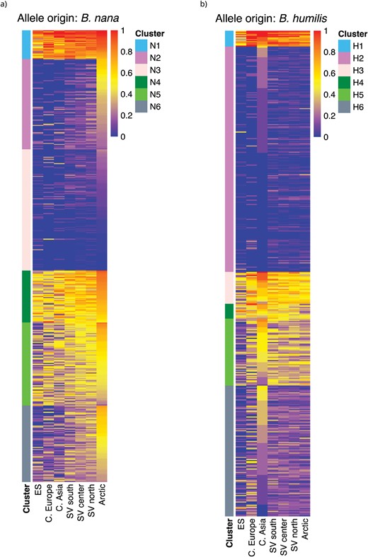 Abundance profiles for B. pubescens allelic variants of B. nana and B. humilis origin—Heatmaps show fraction of B. pubescens individuals in different populations (columns) containing an allele of (a) B. nana or (b) B. humilis origin, for different genes (rows). K-means cluster analysis was used to partition genes in groups with similar abundance profiles across sampling locations. The analysis identified 6 clusters (N1–N6) for alleles of B. nana origin, and 6 clusters (H1–H6) for alleles of B. humilis origin.