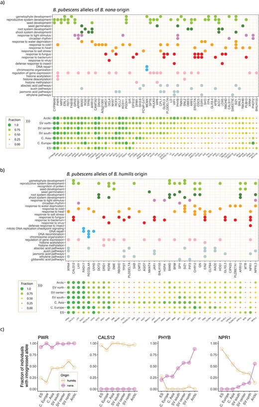 Functional analysis of B. pubescens allelic variants of B. nana and B. humilis origin—Gene ontology (GO) annotation of genes associated with retained allelic variants of (a) B. nana and (b) B. humilis origin. Symbol colors represent broad GO categories (e.g., biotic defense responses are shown in red). The fraction of individuals in a population carrying an introgressed allele is also shown for each gene and geographic location. Data are shown only for genes with a nana and/or humilis allelic fraction ≥0.65 observed in at least one population and for which a GO annotation is available. (c) Fraction of individuals with introgressed alleles observed across different populations for homologs of the following Arabidopsis genes: POWERDRESS (PWR), CALLOSE SYNTHASE 12 (CALS12), Phytochrome B (PhyB), and REGULATORY PROTEIN NPR1 (NPR1). Betula pubescens population identifiers (based on Supplementary Fig. S1): Arctic (sites 18, 19, 20); SV north (14, 15, 16, 17); SV center (9, 10, 11, 12, 13); SV south (6, 7, 8); Central Asia (22, 23); Central Europe (2, 3, 4); and ES (1).