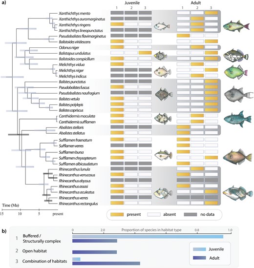A phylogenetic perspective of triggerfish habitat use between life stages. a) Divergence time estimates of Balistidae from phylogenetically informative partitions and visualization of habitat types between life stages. b) Proportion of species per habitat type between life stages. Numbers in (a) (1, 2, or 3) correspond to habitats in (b). Illustrations by K. L. Zapfe.