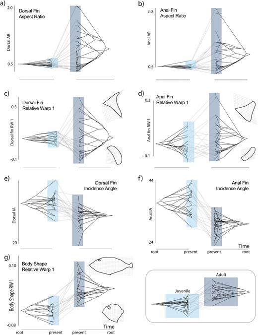 Phenograms comparing morphospace occupancy between juvenile (left each panel) and adult (right in each panel) triggerfishes for (a) dorsal fin aspect ratio; (b) anal fin aspect ratio; (c) the first relative warp axis of dorsal fin shape variation; (d) the first relative warp axis of anal fin shape variation; (e) Dorsal fin incidence angle; (f) anal fin incidence angle; and (g) the first relative warp axis of body shape variation. Light boxes indicate the range of trait values for juveniles, dark the range of adults in each panel.