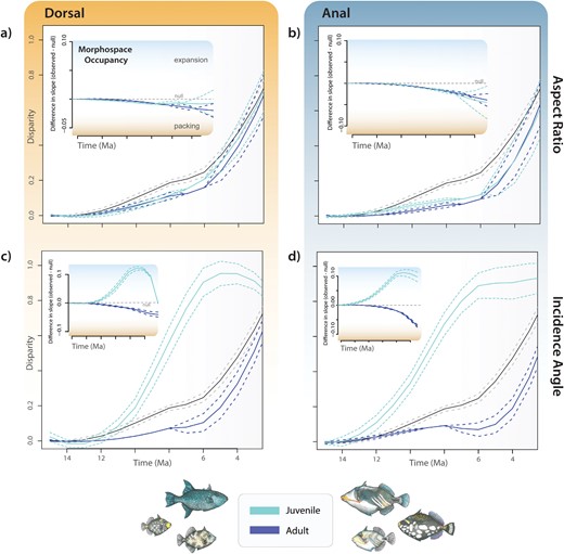 Contrasting patterns of the accumulation of disparity and morphospace occupancy (insets) through time between adults (dark/blue), juveniles (light/aqua), and a null expectation of disparity based on Brownian motion (gray) for (a) dorsal fin aspect ratio; (b) anal fin aspect ratio; (c) dorsal fin incidence angle; and (d) anal fin incidence angle. For insets, positive differences in slope indicate expansion of trait diversity (light shading) whereas negative differences indicate “packing” of an already occupied region of morphospace (orange shading).