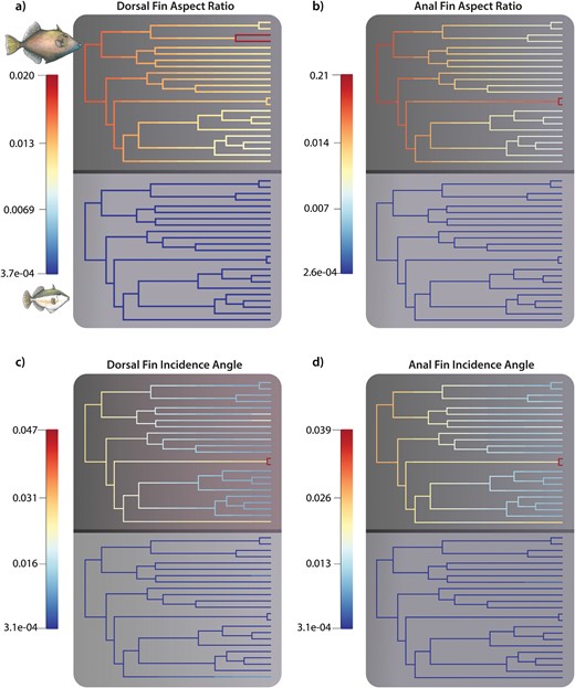 Visualization of rates of trait diversification between adults (top) and juveniles (bottom) for (a) dorsal fin aspect ratio; (b) anal fin aspect ratio; (c) dorsal fin incidence angle; and (d) anal fin incidence angle based on equal sampling of adult and juvenile tips for each trait.