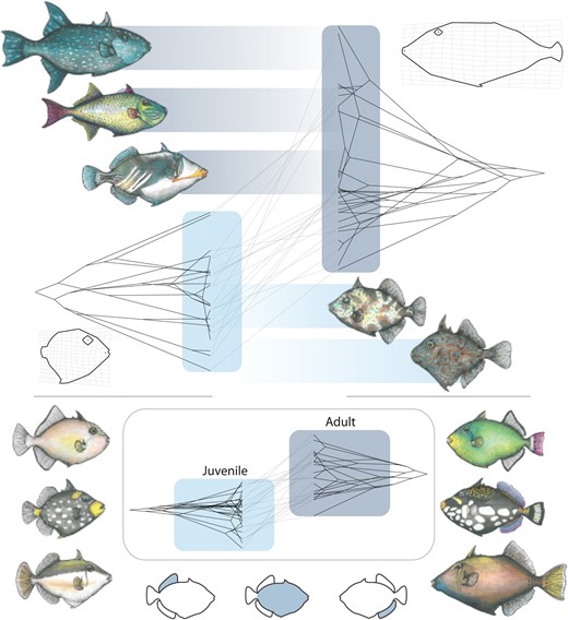 Graphical Abstract