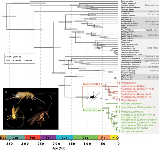 Evolutionary timescale of Blattodea, with Phasmatodea and Mantodea as outgroup taxa. Divergence times were estimated based on UCE loci, using a Bayesian phylogenomic approach with an uncorrelated relaxed clock in MCMCTree. The fixed tree topology used in this analysis was inferred using maximum-likelihood and Bayesian analyses of UCE loci. Node support from these analyses is represented by squares: outline colors indicate values of the SH-like approximate likelihood-ratio test (SH-alrt), fill colors indicate ultrafast bootstrap (UFb) values. Nodes with SH-alrt and UFb > 99 are not labeled. Posterior probabilities were 1.0 for all nodes, with the exception of the node labeled with a star, which had a different topology. Inset shows the diverse morphology present in Nocticolidae: a) female Nocticola australiensis (Royal Arch Cave) with highly reduced eyes (photograph by Braxton Jones); b) blind female Nocticola baumi with elongated appendages (photograph by Martin Bláha); and c) male Nocticola pheromosa with fully developed eyes and wings (photograph by Maimon Hussin).