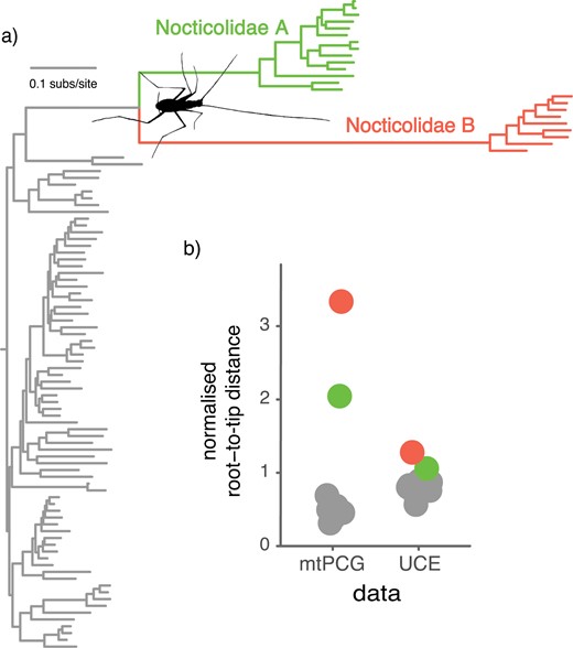 Accelerated mitochondrial substitution rates in Nocticolidae compared with other families in Blattodea (cockroaches). (a) Maximum-likelihood tree of Blattodea inferred using the second codon sites of the 13 mitochondrial protein-coding genes. (b) Phylogenetic root-to-tip distances for the concatenated mitochondrial protein-coding genes and the concatenated UCE loci. Root-to-tip distances were calculated for each of the major cockroach families, with Nocticolidae split into its two major clades, A and B. Root-to-tip distances were normalized by dividing the mean for each family by the mean root-to-tip distance across all taxa.