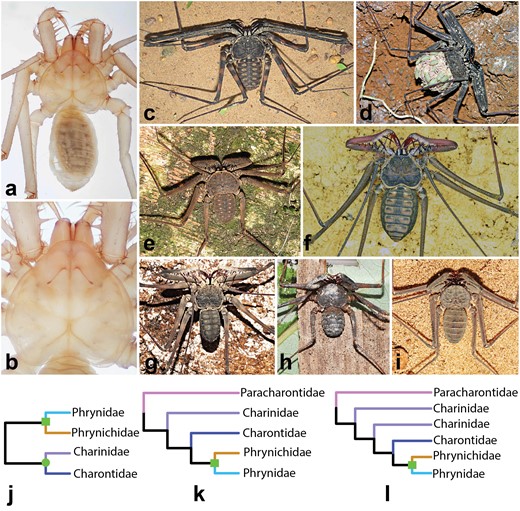 Exemplars of whip spider diversity and overview of morphology-based classification schema. a) Habitus of a preserved adult Paracharon sp. from Colombia. Note orthognathous articulation of the pedipalps. b) Magnification of the prosoma of Paracharon sp., highlighting the absence of eyes. c) Trichodamon princeps. d) Adult female of Damon medius, carrying juveniles on the dorsal opisthosoma. e) Paraphrynus aztecus. f) Heterophrynus batesii. g) Catageus sp. h) Sarax sp. i). Charinus cearensis j) Cladogram from Quintero (1986). Genera have been replaced with current familial assignments. k) Interfamilial relationships inferred by Weygoldt (1996). l) Interfamilial relationships inferred by Garwood et al. (2017). Square and circle represent the superfamilies Phryonidea and Charontoidea, respectively.