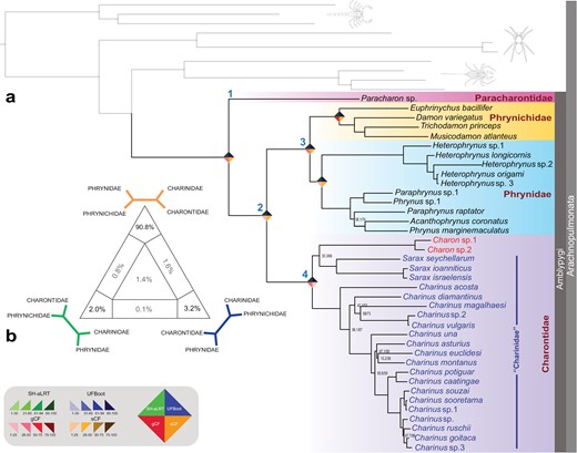 a) Phylogenomic relationships of Amblypygi based on 415 UCE loci (25% occupancy). Numbers on nodes correspond to SH-aLRT/ UFBoot, respectively; unmarked nodes are maximally supported. Numbers at nodes indicate higher-level taxa: 1, Paleoamblypygi; 2, Euamblypygi; 3, Phrynoidea; 4, Charontoidea. Rhombus icons on selected nodes reflect nodal support values, corresponding to the legend in (b). b) Four-cluster likelihood mapping assessing support for Charontoidea (Charontidae + Charinidae), based on the supermatrix of all UCE loci.