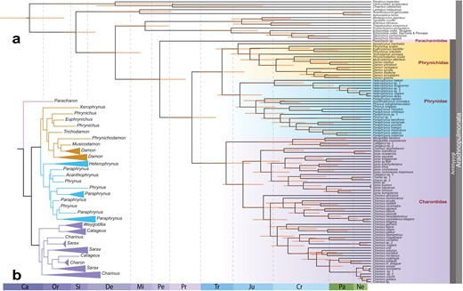 a) Divergence time estimation for Amblypygi. Data matrix is derived from a fusion of UCEs (40% occupancy) and 6 Sanger loci. b) Simplified maximum likelihood tree of the UCE and Sanger dataset, showing intergeneric relationships.