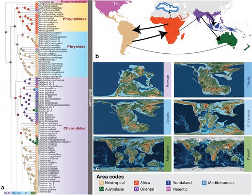 A. Biogeographic hypothesis obtained from the Dispersal-Extinction-Cladogenesis + jump parameter model of RASP analyses on the fossil-calibrated LSD2 analysis using the 25% occupancy dataset. B. A schematic representation of dispersal events optimized by the DEC + j model. The thickness of arrows corresponds to the frequency of events. C. Graphics for Pangean breakup from Scotese, C.R., 2016. PALEOMAP Project, https://www.earthbyte.org/paleomap-paleoatlas-for-gplates/. Ancestral areas optimized for each family and higher-level nodes are marked at the respective MRCA nodes. Pie charts at nodes indicate probability of individual or a combination of ancestral areas.