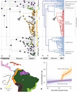 Biogeographical history and diversification dynamics of Merianieae. a) Time...