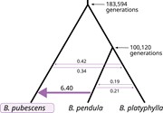 Phylogenetic topology and MLE of model parameters obtained using fastsimcoa...