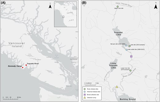 Maps showing (A) the location of the Toquaht River and Kennedy Camp weather station on Vancouver Island, with an inset showing the study site location in Canada, and (B) the location of brood collection, release sites (historic and used in the study), and the PIT array on the Toquaht River.
