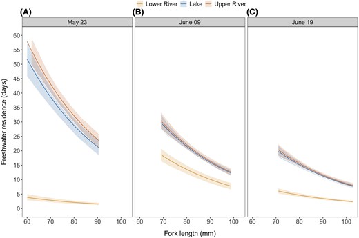 Predictions of freshwater residence time as a function of fish fork length (size) by release site and date: (A) May 23, (B) June 09, and (C) June 19. As the fish length at release increased, freshwater residence time decreased rapidly. The predictions are shown for the range of sizes released on each date. Solid lines represent the median of the posterior distribution of the predictions, and the ribbons represent the 95% highest posterior density intervals.