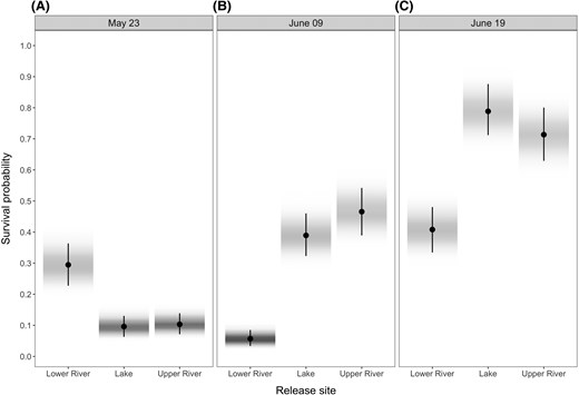 Predictions of survival probability by release site and date: (A) May 23, (B) June 09, and (C) June 19. Survival probabilities generally increased with later release for upper-river- and lake-released fish. For lower-river-released fish, survival probabilities were similar between the earlier and later releases and lowest for the intermediate (June 9) release. Predictions were made assuming a fish with fork length equal to the average in the data set (i.e., 82.7 mm). Circles represent the median of the posterior distribution of predictions, and the bar shows their 95% highest posterior density intervals. Shading represents the density of the posterior distributions of predictions (darker shades represent highest densities).