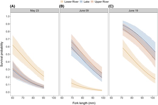 Predictions of survival probability as a function of fish fork length (size) by release site and date: (A) May 23, (B) June 09, and (C) June 19. Survival probability showed a marked decline with increasing size of fish at release. The predictions are shown for the range of sizes released on each date. Solid lines represent the median of the posterior distribution of the predictions, and the ribbons represent the 95% highest posterior density intervals.