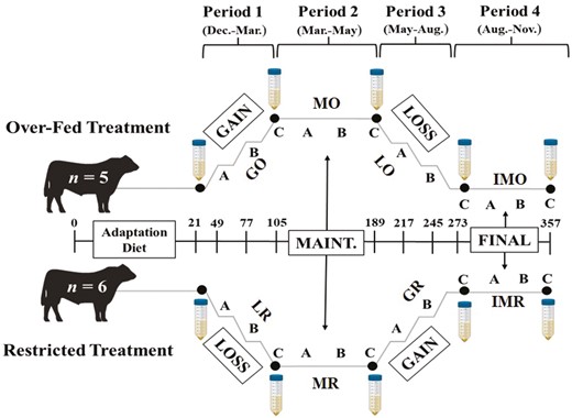 Project timeline with two dietary regimens: Over-fed and Restricted, with four respective nutritional periods per regimen. Sample collections followed a 21-d diet adaptation period prior to treatments. The treatments include Gain to an Over-fed BCS (GO), Maintenance at an Over-fed BCS (MO), Loss after an Over-fed BCS (LO), Maintenance at Ideal Adiposity after Overfeeding (IMO), Loss from Nutrient Restriction (LR), Maintenance at Restriction BCS (MR), Gain after Nutrient Restriction (GR), and Maintenance at Ideal Adiposity after Nutrient Restriction (IMR). Each treatment includes semen collection for morphology and motility for initial and every 84 d (large falcon tubes), and scrotal circumference measurements for days 28, 56, and 84 per nutritional period, respectively (A, B, and C).