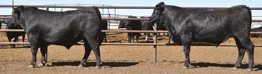 Largely divergent expression of beef- versus dairy-type in SimAngus × Holstein cattle from the same contemporary group (i.e., similar age, similar calf management, and same feedlot pen).