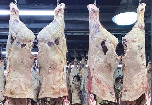 Round muscling of carcasses from beef × dairy crossbred cattle with largely divergent live expression of beef- versus dairy-type.