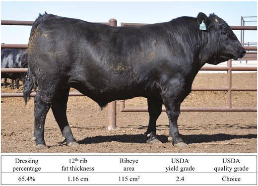 Optimal crossbred SimAngus × Holstein steer.