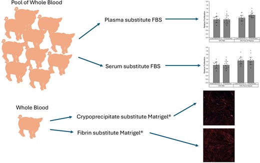 Graphical Abstract
