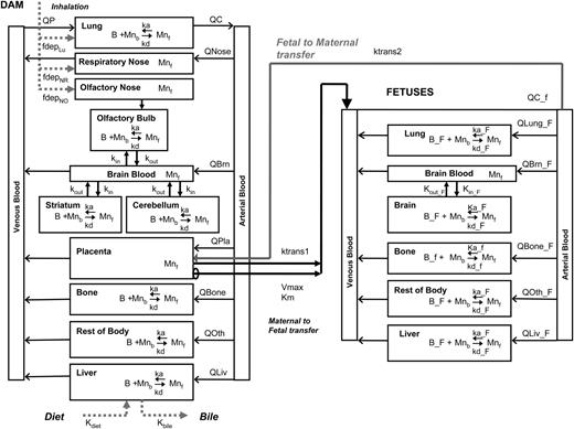 Model structure for simulating Mn exposure during gestation in the rat. Mn present in the body either as free (Mnf) or bound form (Mnb). Mn binding capacity in the tissue is represented as ‘B’. Subscript ‘_F’ was used to distinguish fetal parameters from those of the dam. Fetal blood circulation was modeled as separate from that of the dam. Maternal Mn is transferred to the fetuses through the placenta in the free form. Refer to “Methods” section for other abbreviations.