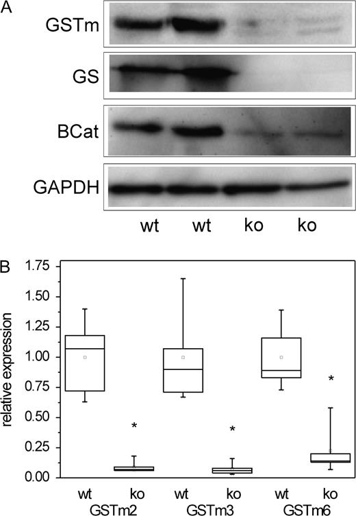 Analysis of GSTm expression in livers of mice with hepatocyte-specific conditional knock out of β-catenin compared to wild-type controls. (A) GSTm protein is almost indiscernible in lysates from livers of Ctnnb1 knockout mice. GAPDH was used as a loading control. (B) Significant reduction of GSTm2, GSTm3, and GSTm6 mRNA levels in Ctnnb1 knockout mice was observed for all three GSTm isoenzymes. Number of samples analyzed: n = 5 (wt) and n = 5 (ko). Significant differences (p < 0.05, Student’s t-test) are indicated by asterisk. wt, wild type; ko, Ctnnb1 knock out; BCat, β-catenin. Please note that remnant β-catenin protein detected in the knockout mice stems from nonparenchymal liver cells, which are not affected by the hepatocyte-targeted knock out.