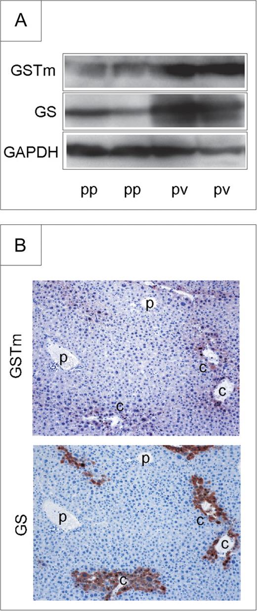 Zonation of GSTm protein expression. (A) GSTm protein is preferentially expressed in perivenous hepatocytes from Ctnnb1 wild-type mice, as determined by Western blotting. GAPDH was used as a loading control. (B) Preferential expression of GSTm protein is also detected by immunohistochemistry. Perivenous GS staining is shown for comparison. Original magnification of images: ×20. p, portal vein; c, central vein; pp, periportal; pv, perivenous.