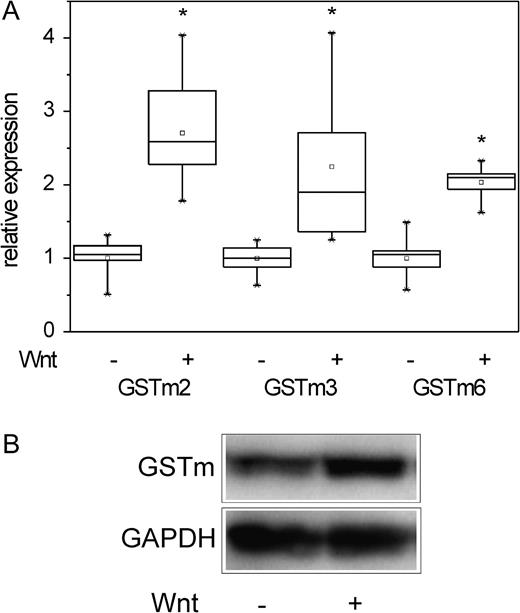 Activation of β-catenin signaling upregulates expression of GSTm mRNAs in vitro. (A) Incubation of primary hepatocytes with Wnt3A-conditioned medium significantly induced mRNA levels of GSTm2, GSTm3, and GSTm6. Number of samples analyzed: n = 9. Significant differences (p < 0.05, Student’s t-test) are indicated by asterisk. (B) Primary hepatocytes were incubated with Wnt3A, and GSTm protein levels were assessed by Western blotting. GAPDH was used as a loading control. Activation of the β-catenin signaling pathway by Wnt3A clearly induced GSTm protein levels.