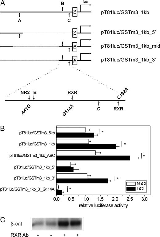 β-Catenin signaling activates the mouse GSTm3 promoter. (A) Schematic representation of the mouse GSTm3 gene 5′-regulatory region illustrating the promoter fragments contained in the different mGSTm3 promoter–driven pT81luc-derived luciferase reporter constructs and showing the positions of putative transcription factor–binding sites within the 1 kb promoter fragment. Upper characters indicate orientation of a motif on the sense strand; lower characters are used for sites located on the antisense strand. (B) Effect of β-catenin activation on GSTm3 promoter activity. Different luciferase reporter vectors containing fragments of the 5′-regulatory sequence of the mouse GSTm3 gene were transfected into mouse hepatoma cells from line 55.1c. Cells were treated with 15mM of the GSK3β inhibitor LiCl (or NaCl as a control) for 24 h prior to measurement of luciferase activity. Considerable induction in response to LiCl is monitored with the wild-type (pT81luc/GSTm3_1kb) and TCF-binding site–mutated (pT81luc/GSTm3_1kb_ABC) 1.0 kb construct and is only marginally diminished using the thereof-derived proximal 0.3 kb deletion mutant (pT81luc/GSTm3_3′). Deletion of the proximal 0.2 kb region (pT81luc/GSTm3_1kb_5′) and mutational inactivation of the therein-contained putative RXR homodimer/heterodimer–binding site (pT81luc/GSTm3_1kb_3′_G114A) dramatically decreases basal and LiCl-inducible luciferase activities. Mean ± SD from four independent experiments (each performed in quadruplicate) are given. Significant differences (p < 0.05, Student’s t-test) are indicated by asterisk. (C) Interaction of β-catenin and RXR proteins. Western analysis for β-catenin (β-cat.) after immunoprecipitation with anti-RXR antibody is shown. A–C, putative β-catenin/TCF-binding sites; Ab, antibody; luc, firefly luciferase gene; NR2, putative nuclear receptor subfamily 2–binding site; TK, thymidine kinase promoter.