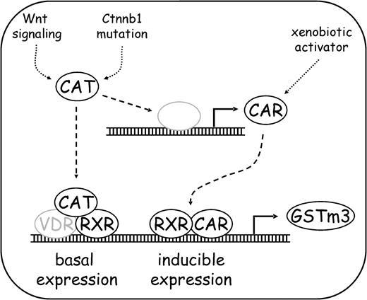Schematic delineation of GSTm3 regulation by β-catenin. Basal (i.e., in the absence of xenobiotic enzyme inducers) expression of GSTm is augmented by activated β-catenin via interaction with RXR-dependent (and presumably VDR-dependent) transcription. On the other hand, β-catenin induces expression of CAR, which is involved in xenobiotic-inducible expression of GSTm3. CAT, β-catenin. Gray color: putative.