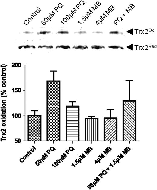 PQ causes an oxidation of Trx2. Results of redox Western blot analysis assessing oxidation of mitochondrial Trx2. These blots are representative of at least three independent experiments.
