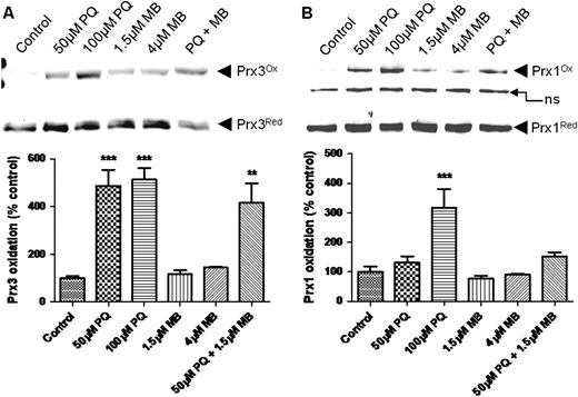 PQ oxidizes cytoplasmic (Prx1) and mitochondrial Prx (Prx3). Prx3 (A) was significantly oxidized by PQ, whereas MB caused only a slight oxidation. Prx1 (B) was also oxidized by PQ; however, this result was not statistically significant. These blots are representative of at least three independent experiments, and data were analyzed via one-way ANOVA and Dunnett’s post hoc test (**p < 0.01; ***p < 0.001).