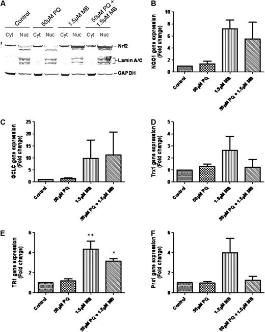 MB treatment causes a potent activation of Nrf2. Nuclear translocation of Nrf2 (A) was assessed, and cells were assayed for abundance of Nrf2-responsive genes: (B) γ-glutamylcysteine ligase—catalytic subunit (GCLC), (C) NADPH:quinone oxidoreductase-1 (NQO1), (D) thioredoxin 1 (Trx1), (E) thioredoxin reductase 1 (TR1), and (F) peroxiredoxin 1 (Prx1). Assays were performed in triplicate in at least three independent experiments. Data are represented as mean ± SEM, and data were analyzed using one-way ANOVA and Dunnett’s post hoc test (*p < 0.05; **p < 0.01).