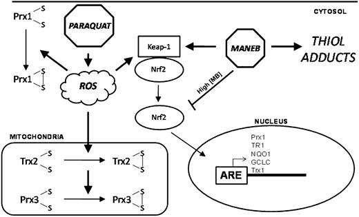 A scheme illustrating the proposed divergent mechanisms of PQ and MB toxicity. PQ, through ROS generation, is able to alter redox status of the Trx/Prx system of mitochondria and cause a minor activation of Nrf2. MB, acting as an alkylating agent, alters cellular homeostasis via thiol adducts, causing robust activation of Nrf2 resulting in the transcription of phase II antioxidant enzymes.